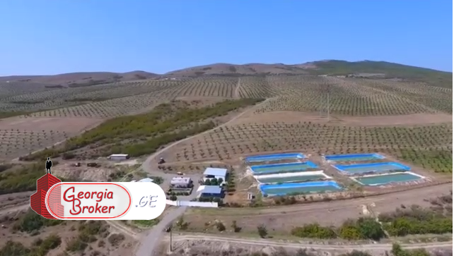 იყიდება 100 ჰექტარი  მიწის ნაკვეთი