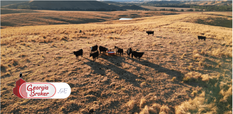 იყიდება  300 ჰა სამეურნეო მიწის ნაკვეთი საგარეჯოში