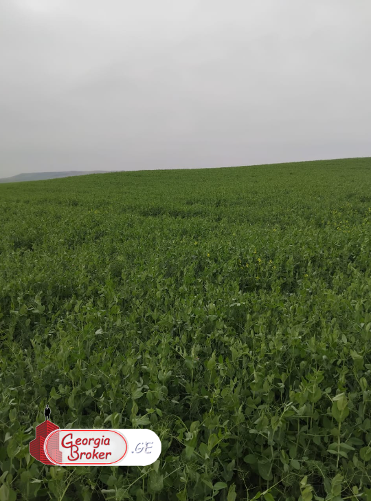 იყიდება500 ჰა სამეურნეო მიწის ნაკვეთი