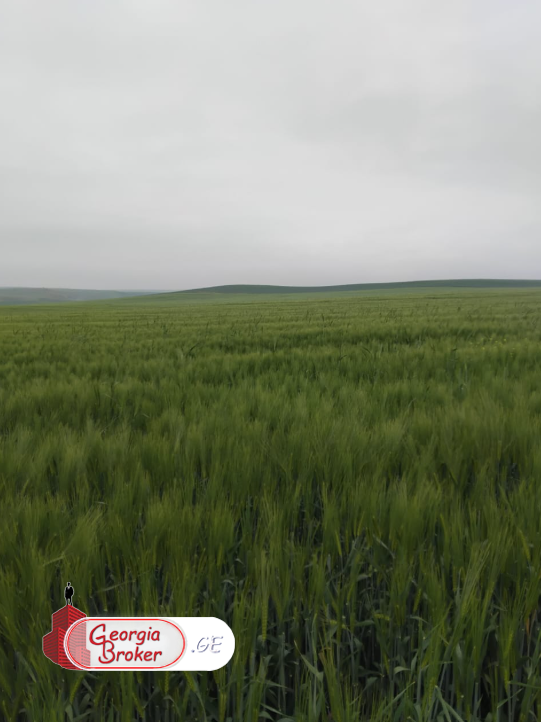 იყიდება500 ჰა სამეურნეო მიწის ნაკვეთი