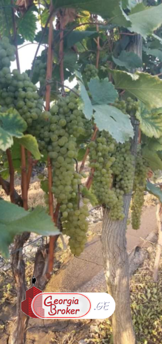 agricultural land for sale