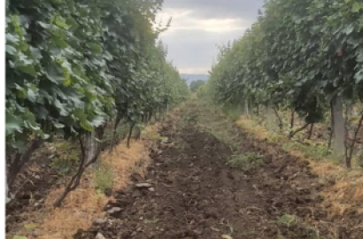 იყიდება სამეურნეო მიწის ნაკვეთი 2.2 ჰა ვენახი