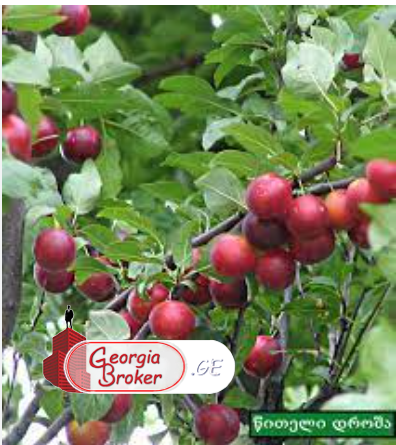 agricultural land for sale