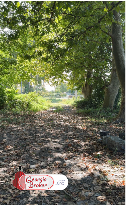 იყიდება  მიწის ნაკვეთი ლაგოდეხში