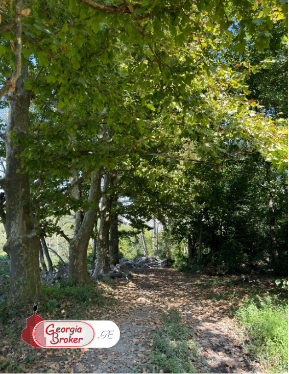 იყიდება  მიწის ნაკვეთი ლაგოდეხში