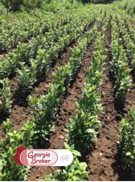 agricultural land for sale