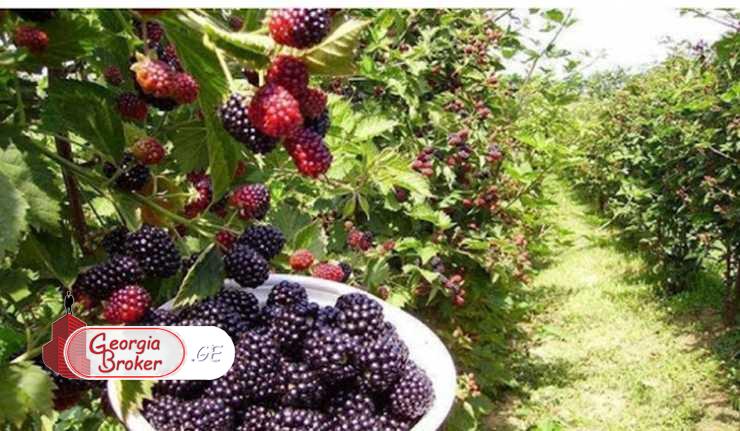 agricultural land for sale