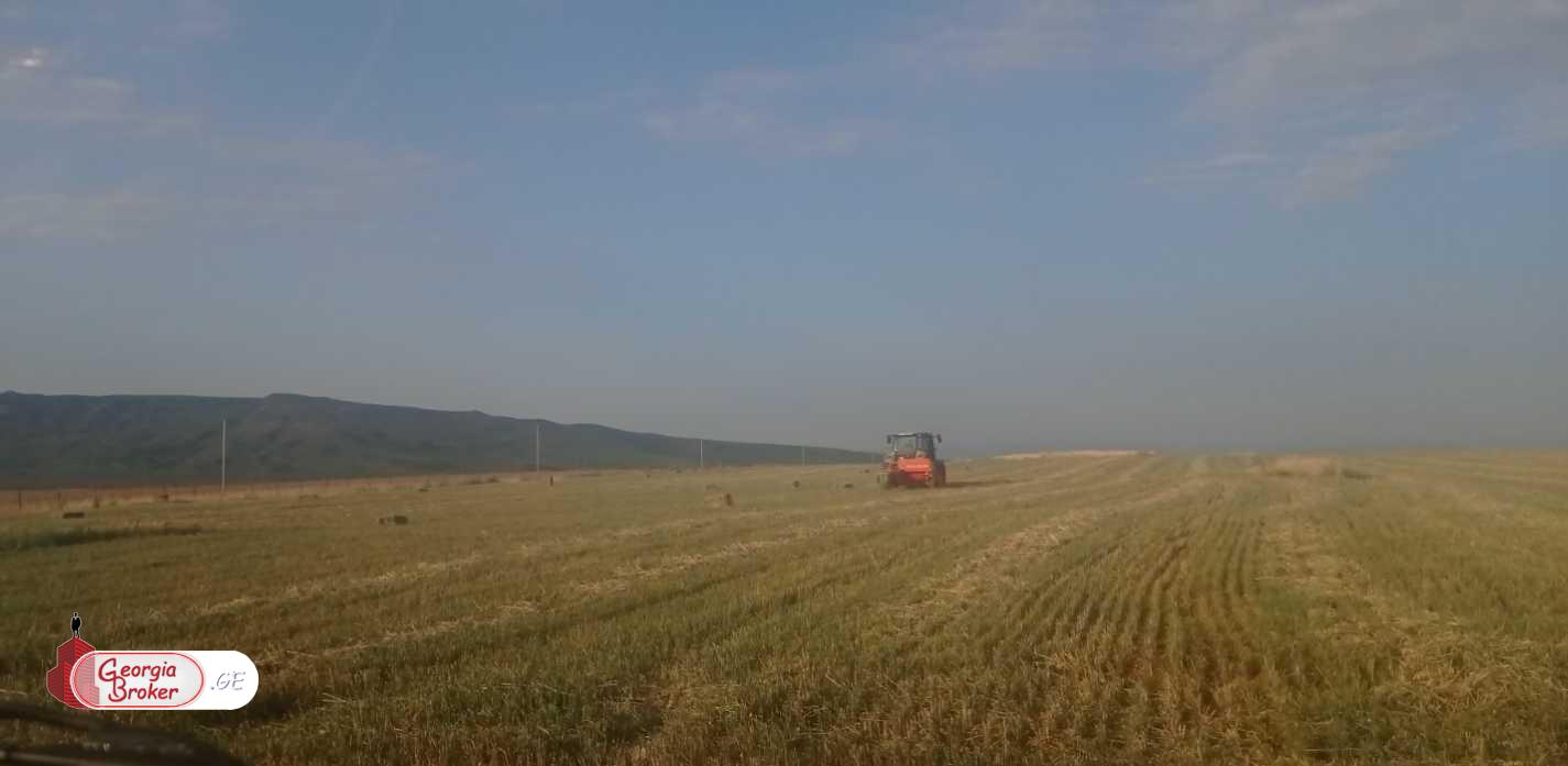5 ჰა მიწა კუმისის ტბასთან