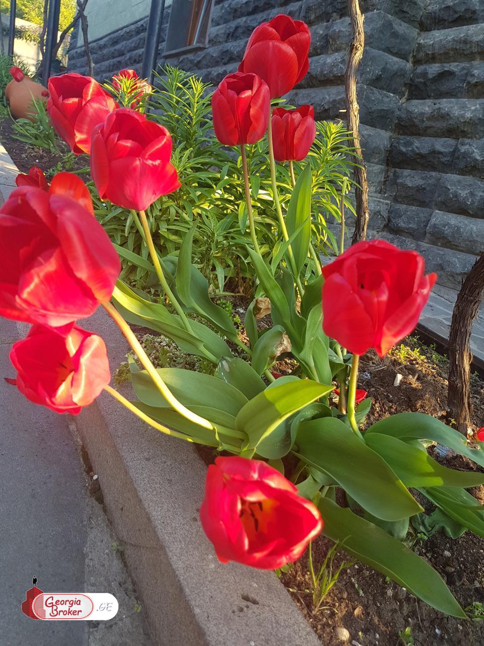 nearly repaired 10-room house for rent