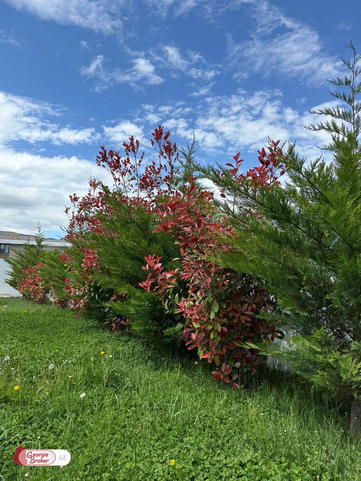 ქირავდება ახალი გარემონტებული 5 ოთახიანი აგარაკი წავკისში