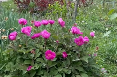 продается дом с новым ремонтом 5-комнат