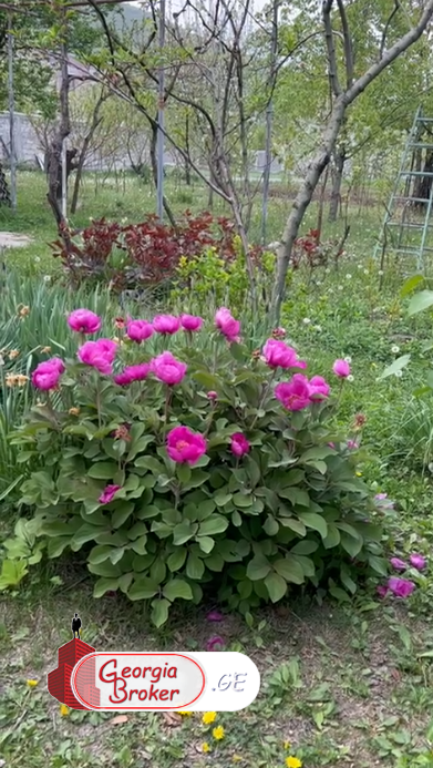 продается дом с новым ремонтом 5-комнат