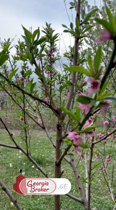 продается дом с новым ремонтом 5-комнат