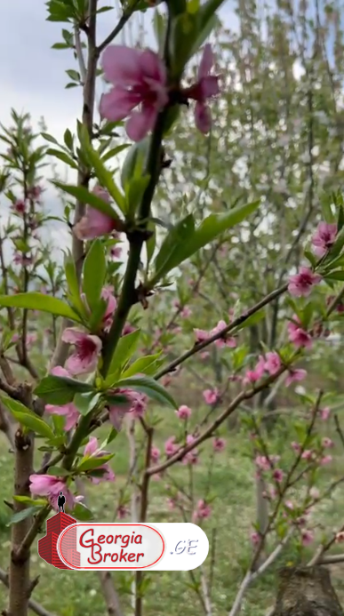 продается дом с новым ремонтом 5-комнат